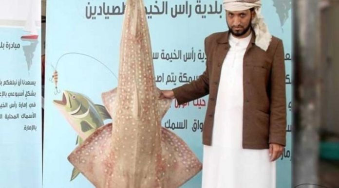 Local Fisherman catches Massive Suss Fish in Ras al Khaimah