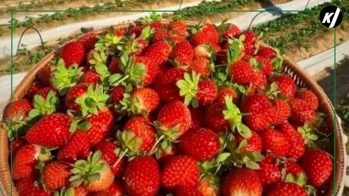 Strawberry picking at a farm in Hatta, a unique experience during summer